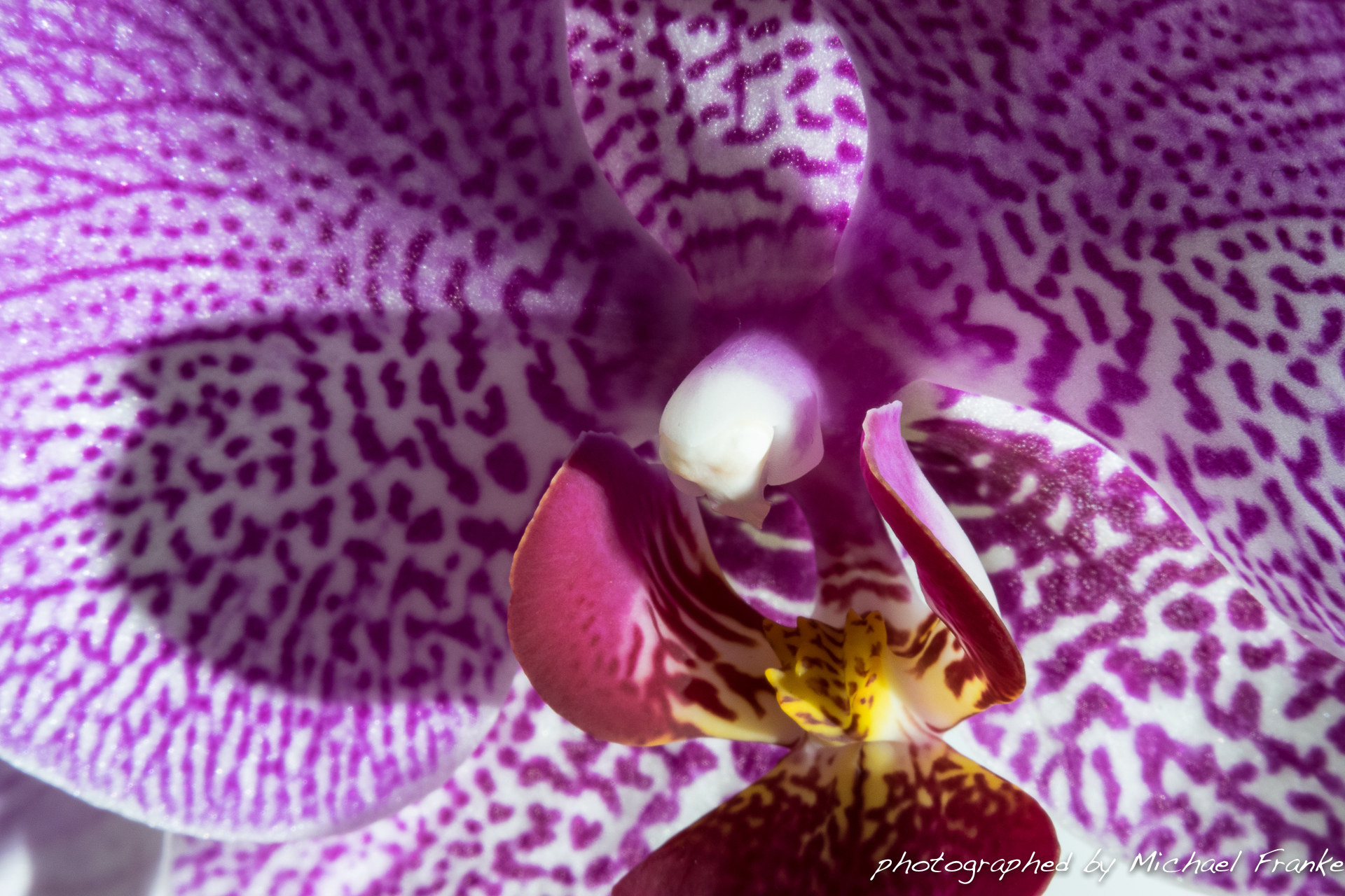 Orchidee